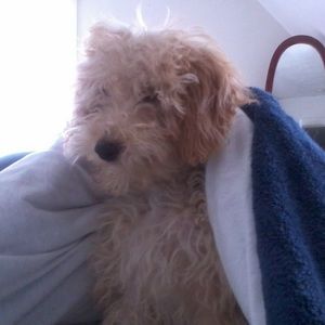 Meet your Posher, Helen